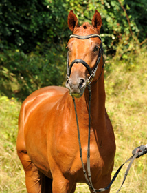 Hengst von Iskander u.d. Tugga v. Sixtus