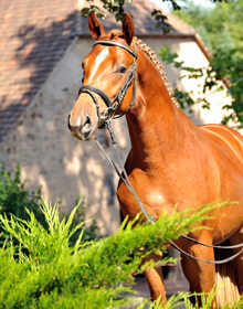 Hengst von Syriano - Uckermrker - Helikon xx