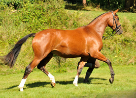Klassic Blue von Syriano u.d. Prmien- u. Staatsprmienstute Klassic v. Freudenfest