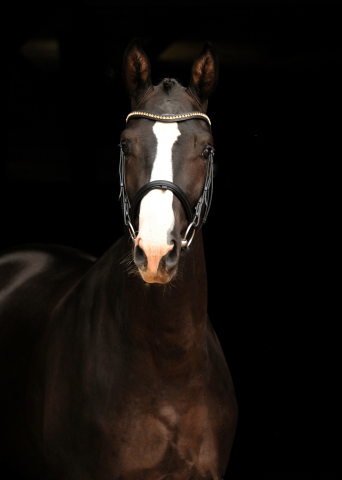 GREENWICH PARK von Saint Cyr - Foto: Beate Langels - Trakehner Gestt Hmelschenburg