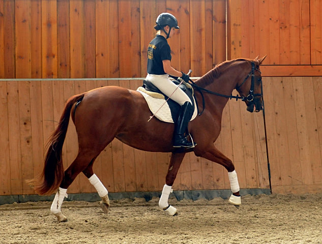 Varinia von Symont u.d. Pr.u.StPrSt. Vittoria v. Exclusiv - Foto: Beate Langels, Trakehner Gestt Hmelschenburg