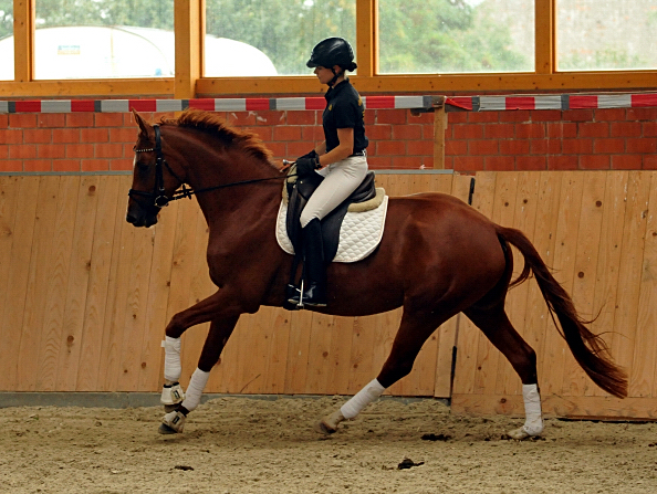 Varinia von Symont u.d. Pr.u.StPrSt. Vittoria v. Exclusiv - Foto: Beate Langels, Trakehner Gestt Hmelschenburg