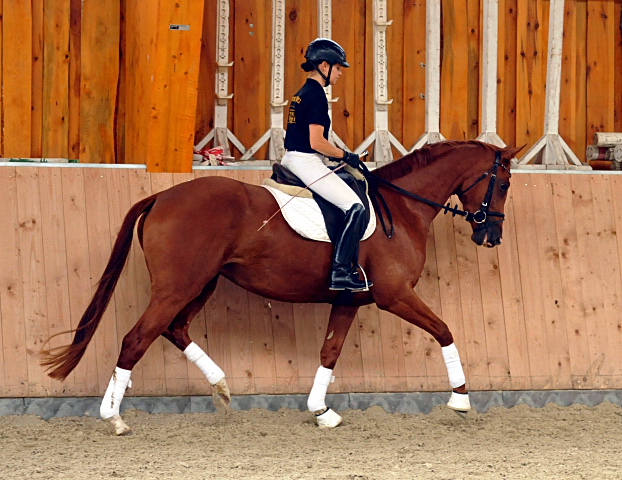 Varinia von Symont u.d. Pr.u.StPrSt. Vittoria v. Exclusiv - Foto: Beate Langels, Trakehner Gestt Hmelschenburg