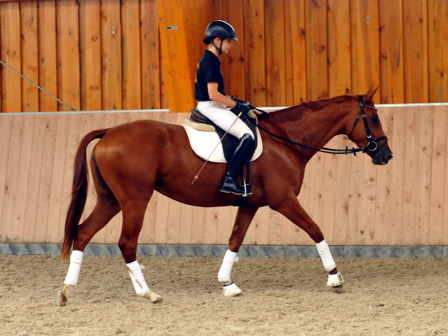 Varinia von Symont u.d. Pr.u.StPrSt. Vittoria v. Exclusiv - Foto: Beate Langels, Trakehner Gestt Hmelschenburg