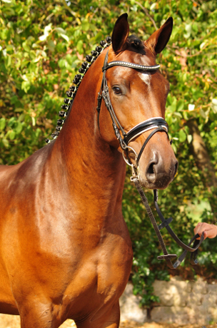Special Motion von High Motion x Imperio  - Gestt Hmelschenburg - Foto: Beate Langels