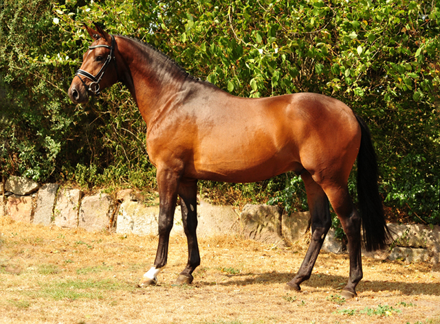 Special Motion von High Motion x Imperio  - Gestt Hmelschenburg - Foto: Beate Langels