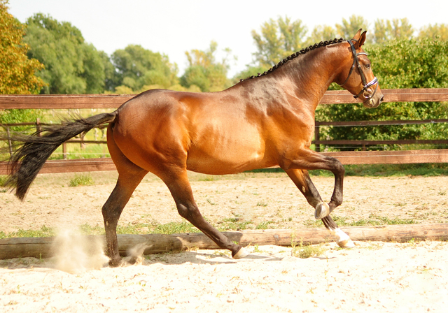 Special Motion von High Motion x Imperio  - Gestt Hmelschenburg - Foto: Beate Langels