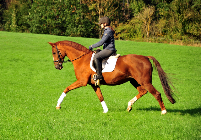 Kavalou von Shavalou u.d. Kalmar v. Exclusiv - Foto: Beate Langels - Trakehner Gestt Hmelschenburg