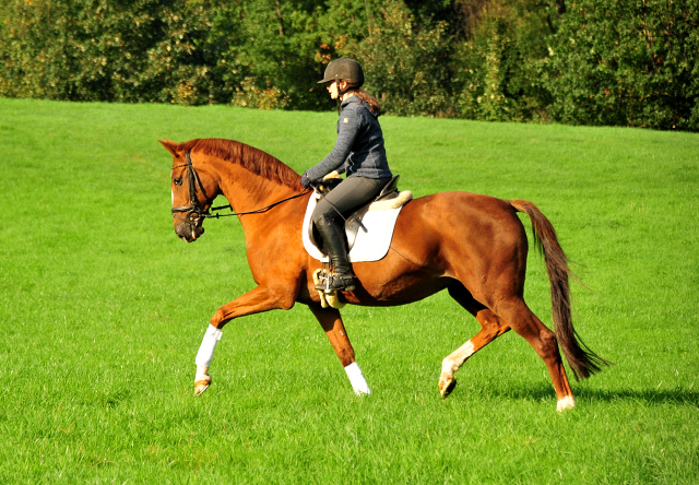 Kavalou von Shavalou u.d. Kalmar v. Exclusiv - Foto: Beate Langels - Trakehner Gestt Hmelschenburg