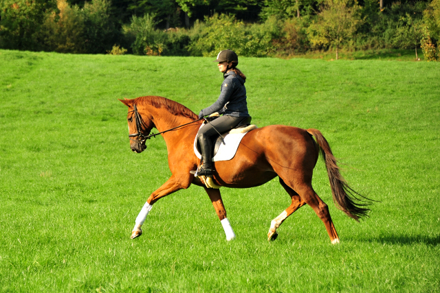 Kavalou von Shavalou u.d. Kalmar v. Exclusiv - Foto: Beate Langels - Trakehner Gestt Hmelschenburg