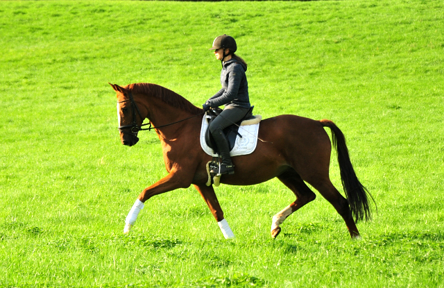 Kavalou von Shavalou u.d. Kalmar v. Exclusiv - Foto: Beate Langels - Trakehner Gestt Hmelschenburg