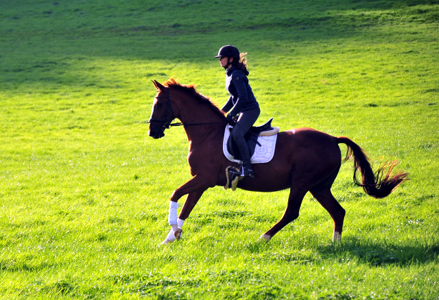 Kavalou von Shavalou u.d. Kalmar v. Exclusiv - Foto: Beate Langels - Trakehner Gestt Hmelschenburg