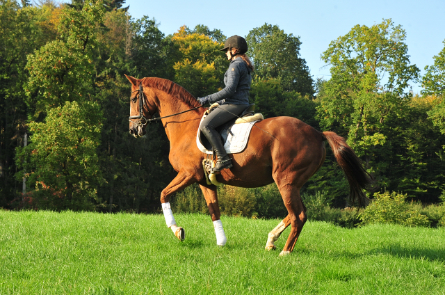 Kavalou von Shavalou u.d. Kalmar v. Exclusiv - Foto: Beate Langels - Trakehner Gestt Hmelschenburg