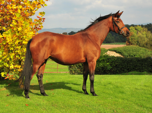 Schwalbe's Beauty von High Motion x Imperio - Foto: Beate Langels - Trakehner Gestt Hmelschenburg