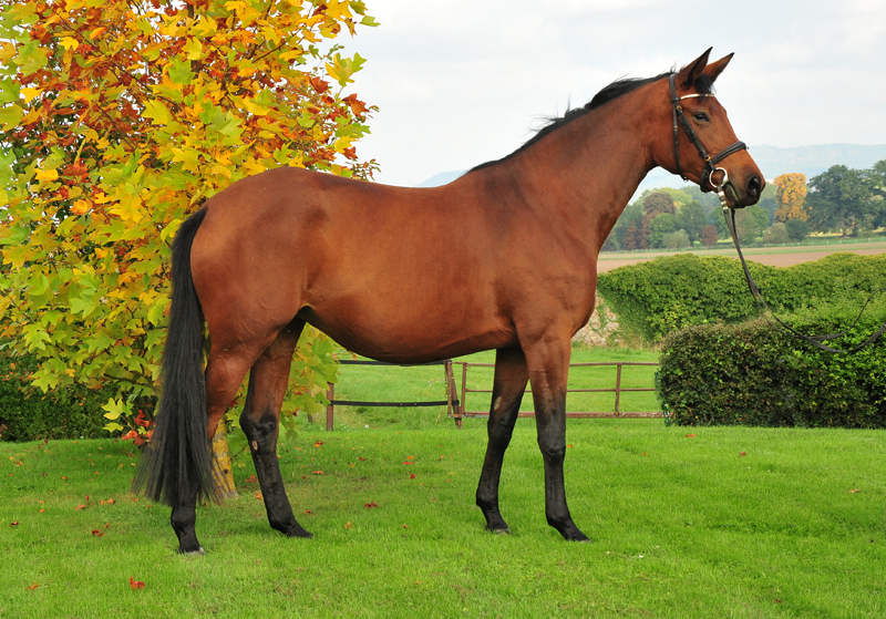 Schwalbe's Beauty von High Motion x Imperio - Foto: Beate Langels - Trakehner Gestt Hmelschenburg