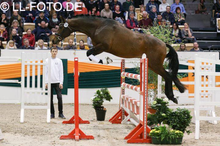 in Neumnster gekrt: Karakallis von High Motion - Trakehner Gestt Hmelschenburg - Beate Langels Foto Lewandowski