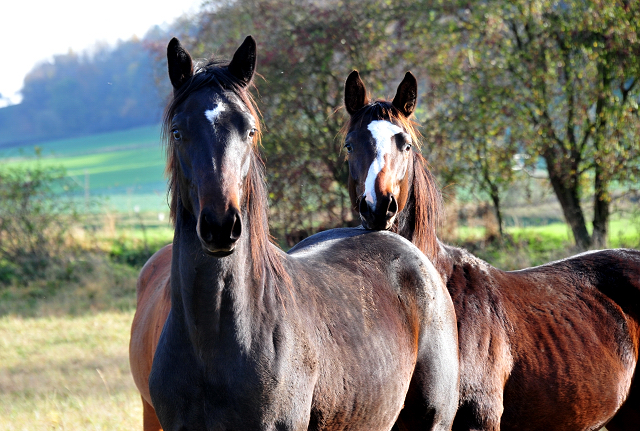 Unsere Jhrlingshengste von Saint Cyr und High Motion in den Emmerwiesen - Foto: Beate Langels - Trakehner Gestt Hmelschenburg