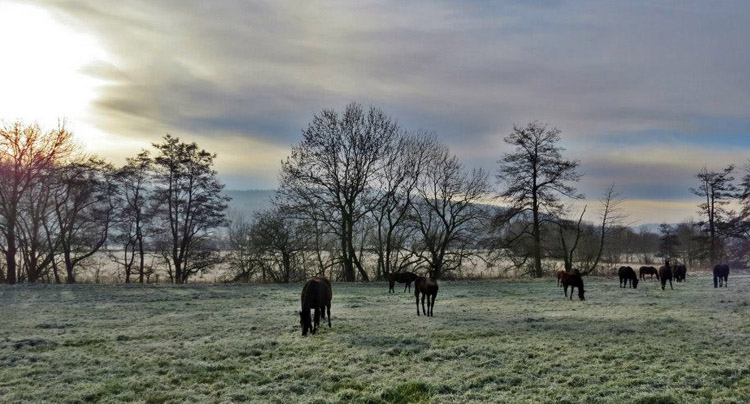 Die Stutenherde des Gestt Hmelschenburg am 8. Dezember 2012, Foto: Rolf Sander, Trakehner Gestt Hmelschenburg - Beate Langels