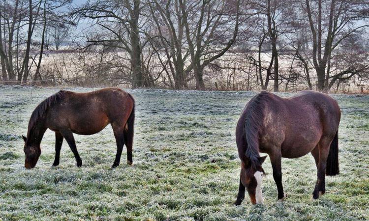 Schwalbenfeder und Tavolara im Gestt Hmelschenburg am 8. Dezember 2012, Foto: Rolf Sander, Trakehner Gestt Hmelschenburg - Beate Langels