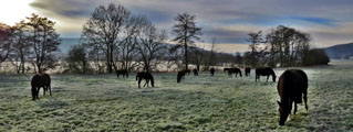 Die Hmelschenburger Stutenherde am zweiten Adventswochenende - Foto Rolf Sander