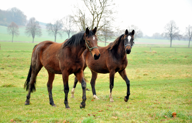 Zweijhrige Stuten im Trakehner Gestt Hmelschenburg - Foto: Beate Langels