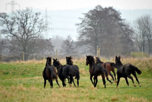 Trakehner Gestt Hmelschenburg - Foto: Beate Langels