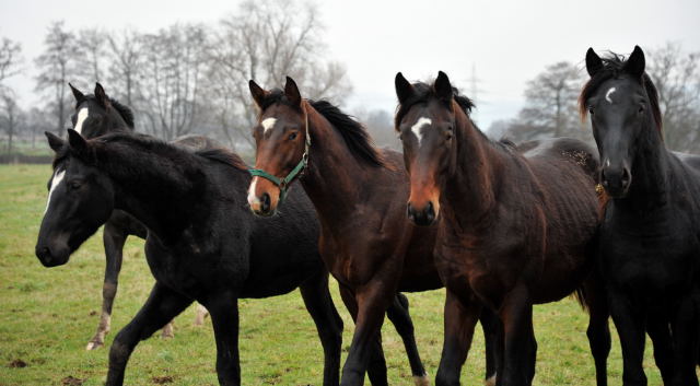 Trakehner Gestt Hmelschenburg - Foto: Beate Langels