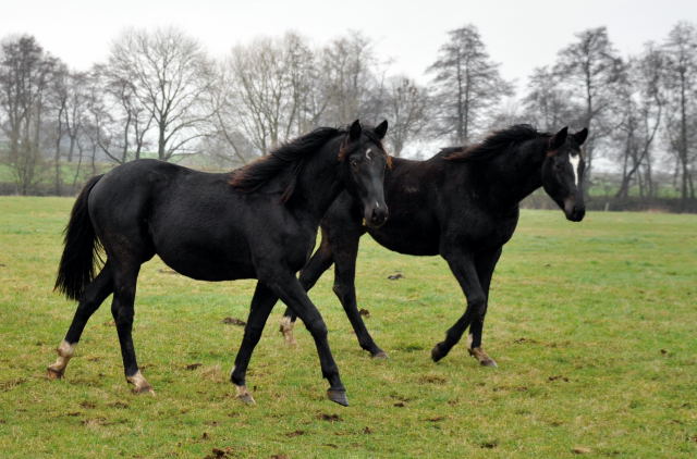 Trakehner Gestt Hmelschenburg - Foto: Beate Langels