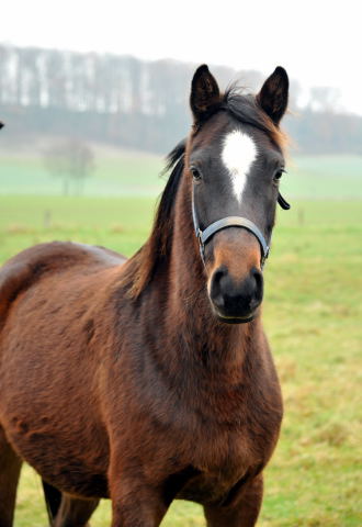 Schwalbendiva von Totilas im Trakehner Gestt Hmelschenburg - Foto: Beate Langels