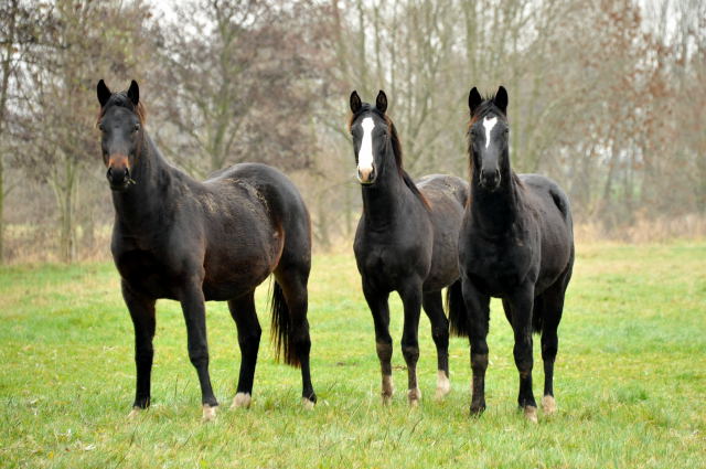 Die Hmelschenburger Jhrlingshengste im Trakehner Gestt Hmelschenburg - Foto: Beate Langels