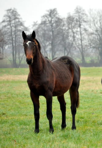 Jhrlingshengst von Summertime u.d. Elitestute Schwalbenspiel v. Exclusiv - Trakehner Gestt Hmelschenburg - Foto: Beate Langels