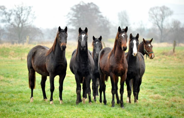 Trakehner Gestt Hmelschenburg - Foto: Beate Langels