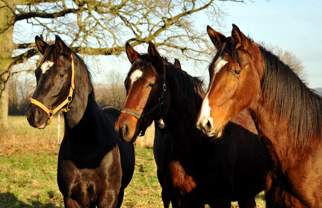 2jhriger Hengst von Saint Cyr x Karena v. Freudenfest - 9. Januar 2016  im
Trakehner Gestt Hmelschenburg