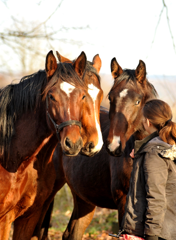 Die Gruppe unserer 2jhrigen Hengste - 9. Januar 2016  im
Trakehner Gestt Hmelschenburg