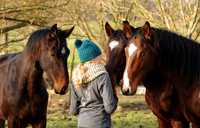 Die Gruppe unserer 2jhrigen Hengste - 9. Januar 2016  im
Trakehner Gestt Hmelschenburg