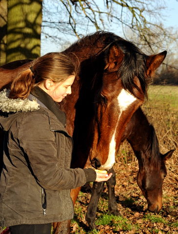 2jhriger Hengst von Saint Cyr x Karena v. Freudenfest - 9. Januar 2016  im
Trakehner Gestt Hmelschenburg