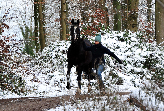 Es hat geschneit: Saint Cyr von Kostolany - Foto: Beate Langels - 
Trakehner Gestt Hmelschenburg