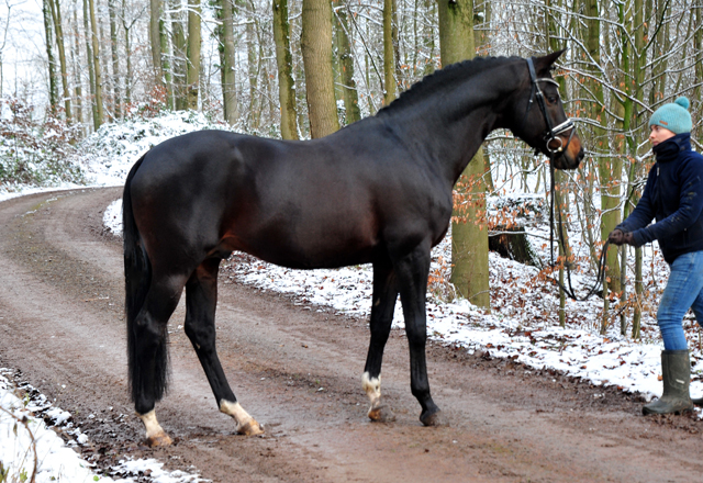 Es hat geschneit: Saint Cyr von Kostolany - Foto: Beate Langels - 
Trakehner Gestt Hmelschenburg