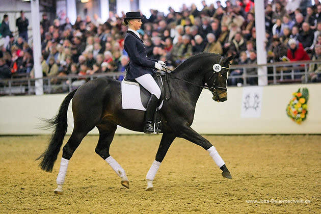 Trakehner Prmienhengst Saint Cyr v. Kostolany - Foto: Jutta Bauernschmitt - Trakehner Gestt Hmelschenburg