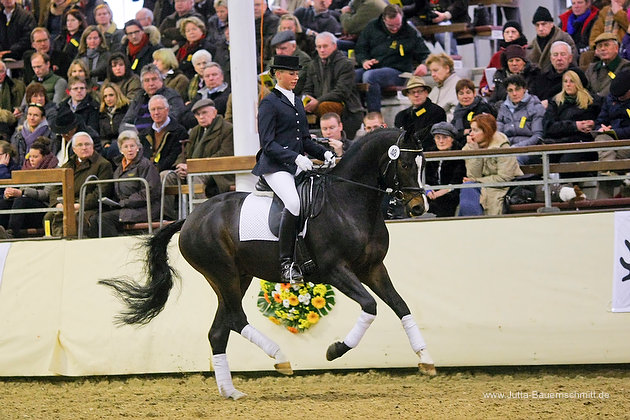 Trakehner Prmienhengst Saint Cyr v. Kostolany - Foto: Jutta Bauernschmitt - Trakehner Gestt Hmelschenburg