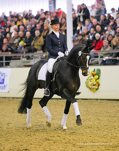 Trakehner Prmienhengst Saint Cyr v. Kostolany - Foto: Jutta Bauernschmitt - Trakehner Gestt Hmelschenburg