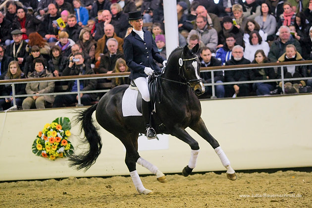 Trakehner Prmienhengst Saint Cyr v. Kostolany - Foto: Jutta Bauernschmitt - Trakehner Gestt Hmelschenburg