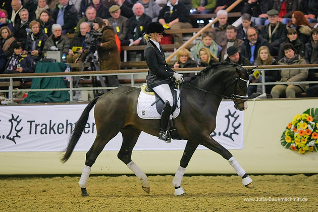 3jhriger Trakehner Hengst Grand Corazon v. Symont x Red Patrick xx  - Foto: Jutta Bauernschmitt - Trakehner Gestt Hmelschenburg