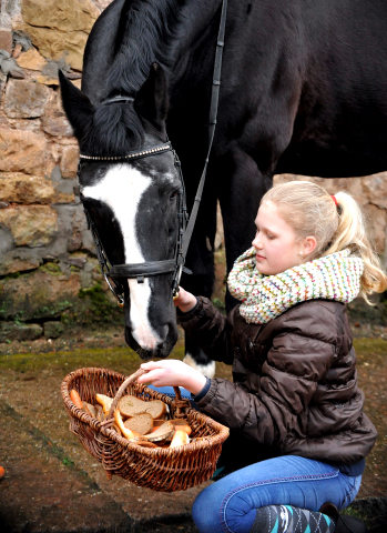 9. Februar 2016  - Alter Fritz wird 21 Jahre alt -
Trakehner Gestt Hmelschenburg