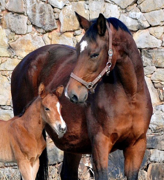 9. Februar 2026 in H�melschenburg - Foto: Beate Langels