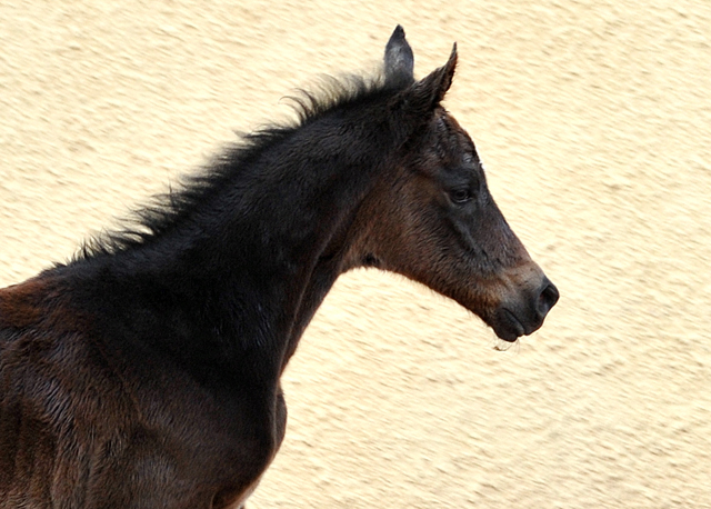 Valentine Trakehner Stutfohlen von High Motion u.d. Vicenza in Hmelschenburg - 27. August 2015 - Foto Beate Langels - Gestt Hmelschenburg