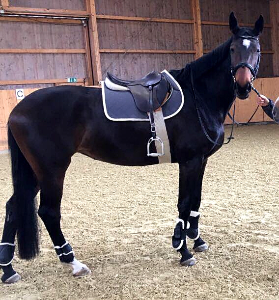 Vicenta von Exclusiv u.d. Vicenza v. Showmaster - Trakehner Gestt Hmelschenburg
