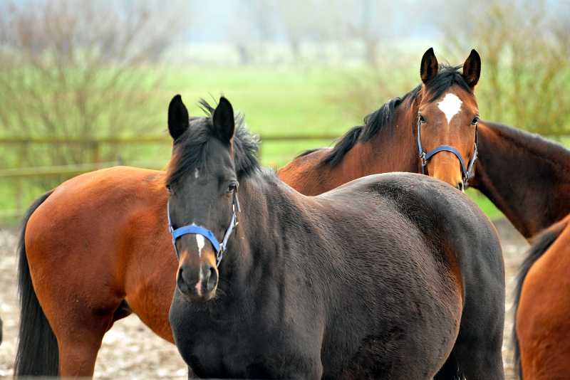 Schwalbensage v. Grand Corazon u.d. Prmien- u. Elitestute Schwalbenfeder v. Summertime
 - Trakehner Gestt Hmelschenburg - Foto: Beate Langels