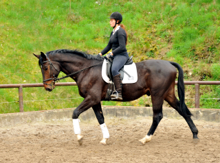 Gerade angeritten: 3jhriger Trakehner von Exclusiv u.d. Elitestute Vicenza v. Showmaster, Foto: Beate Langels, 
Trakehner Gestt Hmelschenburg - Beate Langels
