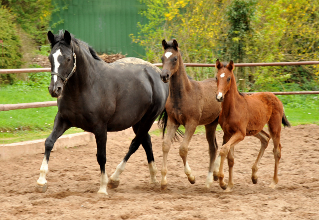 Greta Garbo und ihre beiden Fohlen von Saint Cyr - Foto: Beate Langels